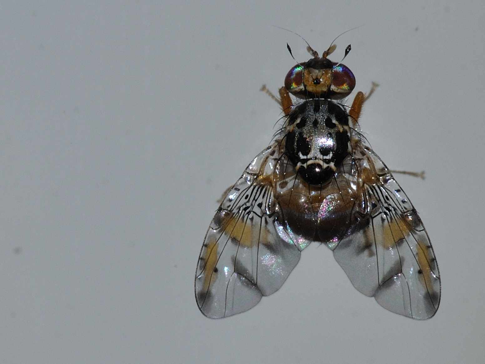 Ceratitis capitata (Tephriyidae)